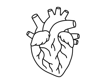 Hand drawn cute outline illustration human heart. Flat vector internal organ, feelings and emotions symbol in doodle style. Health, medicine sticker, icon or print. Isolated on white background.