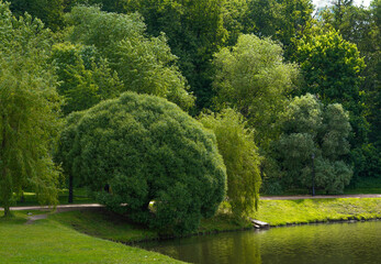 Naklejka premium landscape with trees