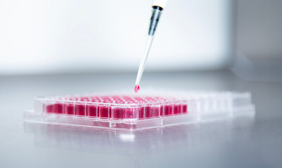 Cell culture experiments 