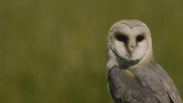Close up portrait of a Barn Owl