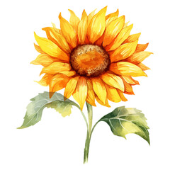 Watercolor Sunflower flower, tropical Sunflower, Sunflower Sticker