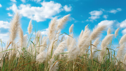 Pampas grass with light blue sky and clouds. Generative Ai