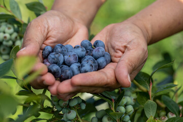 Blueberry farm with bunch of ripe fruits on tree during harvest season in Izmir, Turkey. Blueberry picking history.