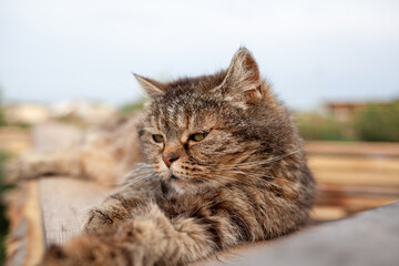 A beautiful gray cat in close-up lies and rests on a table in nature. The cat then looks into the camera then sleeps.