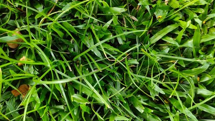 Green grass background green grass on the yard, nature grass texture for background
