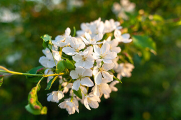 Blooming apple tree in the spring garden. Close up of white flowers on a tree