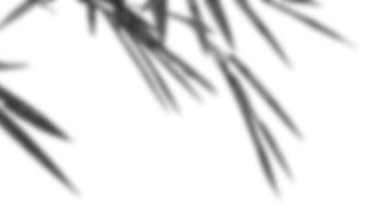 black and white blurred bamboo shadow leaves background