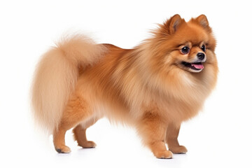 Obraz premium Portrait of Pomeranian dog on white background. Generative AI illustration