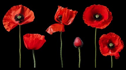 Obraz premium collection of beautiful red poppy flowers and twigs, isolated, flat lay, ai generated