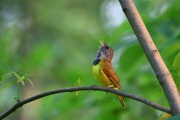 Cute little Mourning Warbler sits perched on a branch singing in a thicket