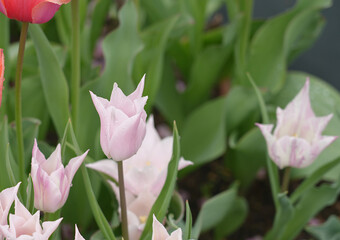 Pink tulips with pointed petals, fresh spring flowers in the garden