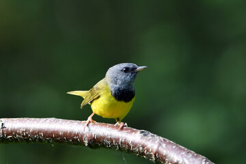 Cute little Mourning Warbler sits perched on a branch in a thicket