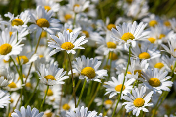 Fototapeta premium Ox-eye Daisy (Leucanthemum vulgare) in garden