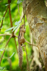 Chipmunk on a tree in jungle