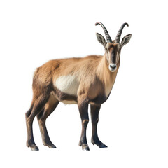 Alpine chamois isolated on white created with Generative AI