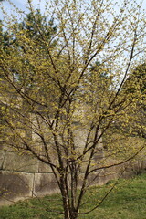 trees in spring