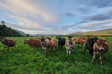 Curious group of cattle