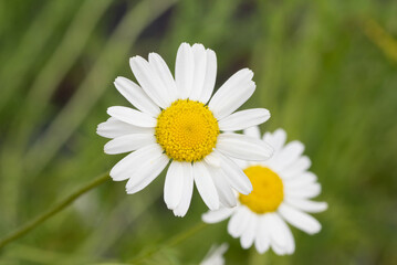 Sweet chamomile (Chamaemelum nobile) herb plant