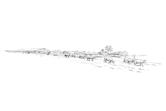 Farm sketch. Cows are grazing in a meadow. Rural landscape hand drawn vector illustration.