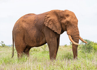 African Elephant