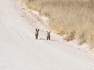 Bat-eared Fox