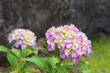Obraz premium 紫陽花 雨強調 滋賀県全長寺
