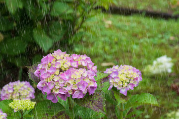Obraz premium 紫陽花 雨強調 滋賀県全長寺