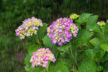 紫陽花　雨強調　滋賀県全長寺