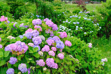 紫陽花　雨強調　滋賀県全長寺