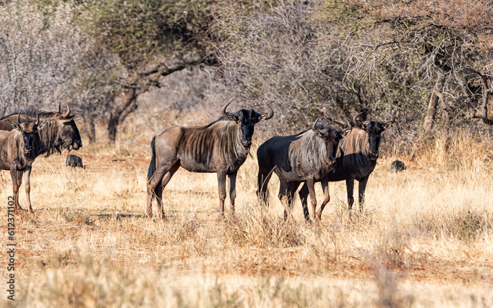 Poster Blue Wildebeest