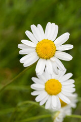 Sweet chamomile (Chamaemelum nobile) herb plant