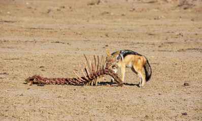Black-backed Jackal