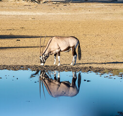 Gemsbok Antelope