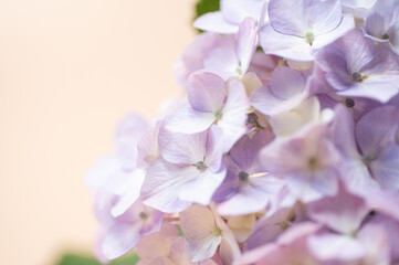 満開のアジサイ