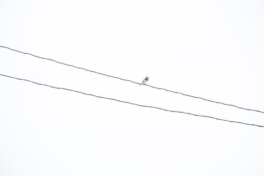 the silhouette of a bird on a wire