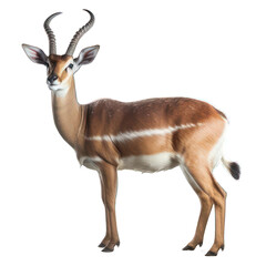 Kob isolated on white created with Generative AI