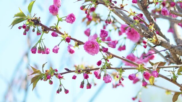 Close-up of blooming pink cherry tree flowers. Spring background with swaying decorative cherry tree branches in bloom.