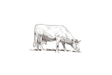 Cows are grazing in a meadow. Sketch hand drawn vector illustration.