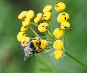 gypsy's cuckoo bumblebee (Bombus bohemicus) and other small bugs on the tansy flower in autumn.