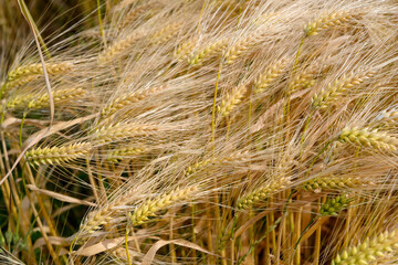 barley field in summer. Harvest Barley Field. Barley field detail. Closeup.