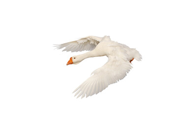 Beautiful of American pekin flying isolated on transparent background png file