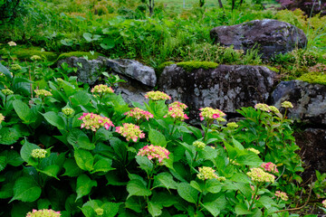 滋賀県余呉　全長寺のあじさい