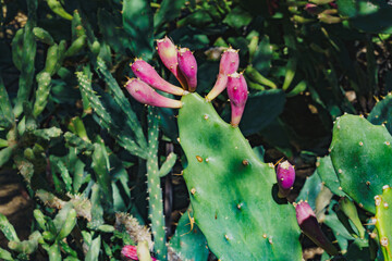 prickly pear bloom