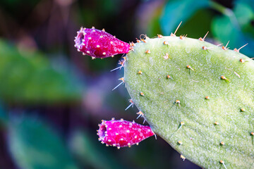 prickly pear bloom in macro