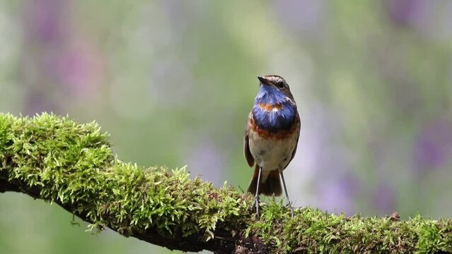 Bluethroat, Luscinia svecica. A singing bird sits on a beautiful branch