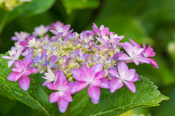 滋賀県余呉　全長寺のあじさい