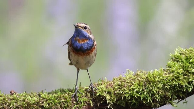Bluethroat, Luscinia svecica. A bird sits on a beautiful branch and sings
