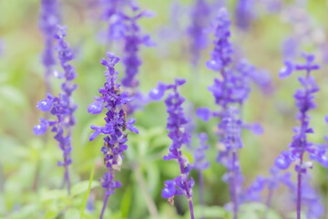 梅雨の時期　雨の中咲くラベンダーの花