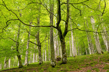 Leafy beech forest in spring