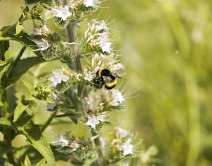 bumblebee on a white flower in the lawn